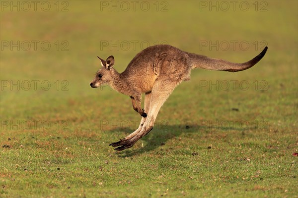 Eastern giant grey kangaroo