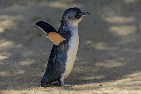 Little penguin