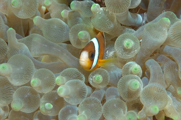 Two-banded anemonefish