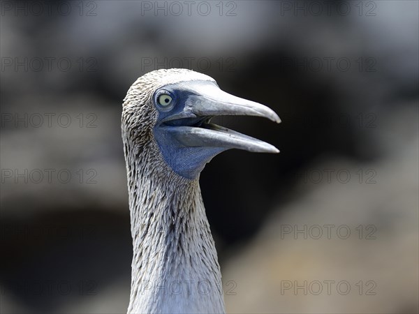 Blue-footed booby