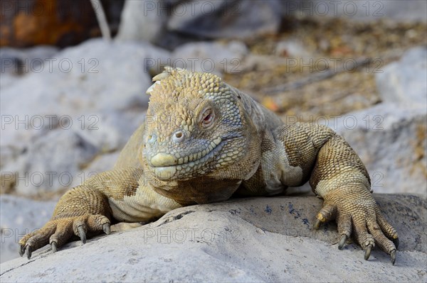 Drusenkopf or Galapagos Land Iguana