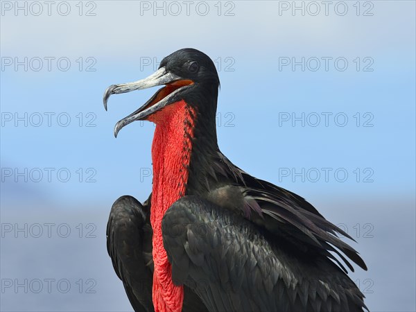 Great Frigatebird