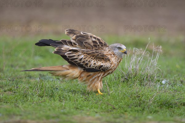 Red kite