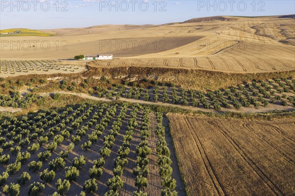 Cultivations of olive trees