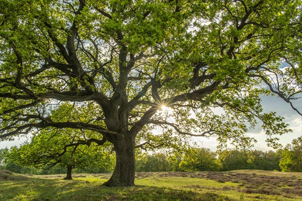 Oak