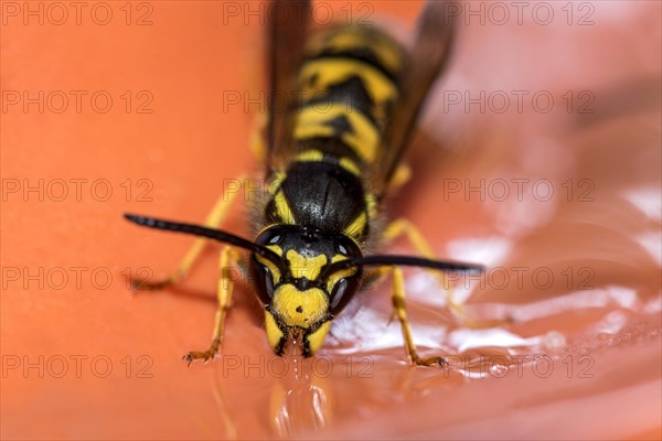 German wasp