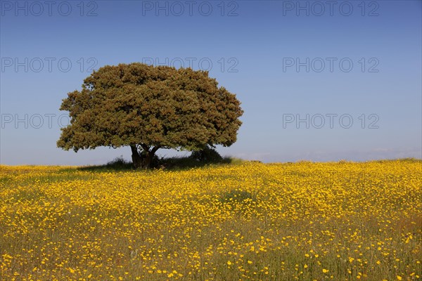 Flowering meadow with holm oak