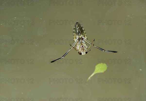 Ventral side of the water bug common backswimmer