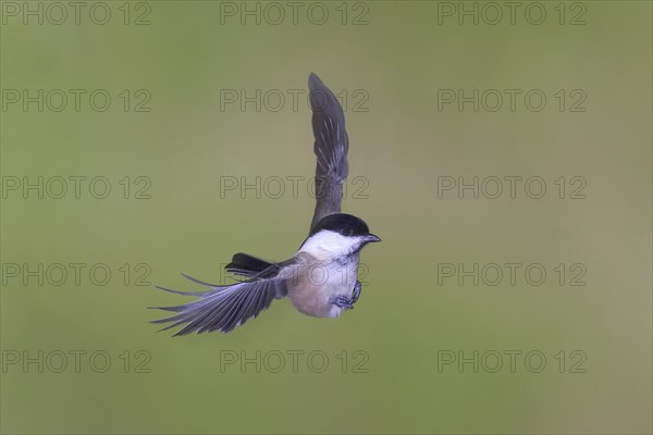 Willow tit