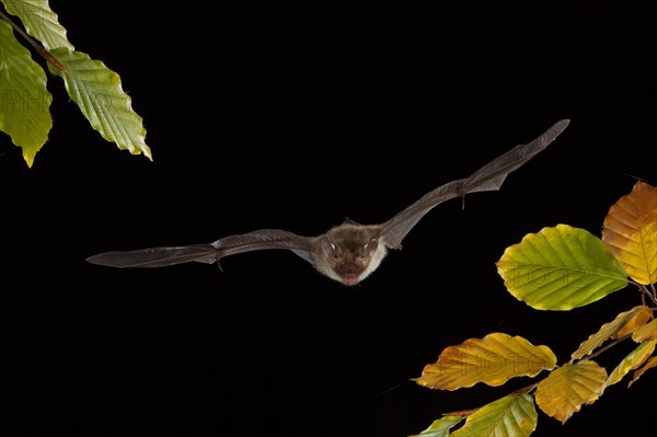 Bechstein's bat