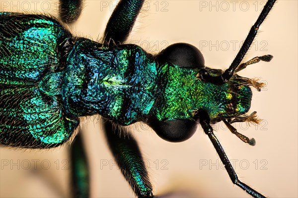 Macro Focus Stacking