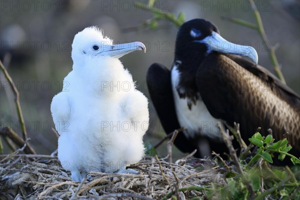 Great Frigatebird