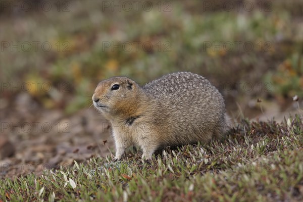 Arctic ground squirrel