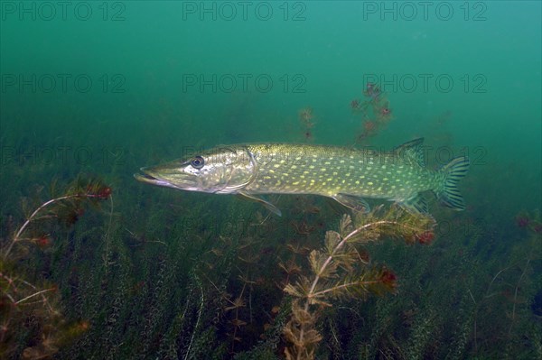 Pike