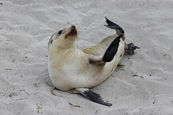 Australian sea lion