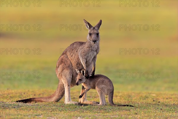 Eastern giant grey kangaroo