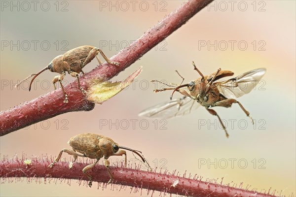 Nut weevil