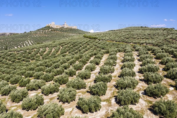 Cultivated olive trees