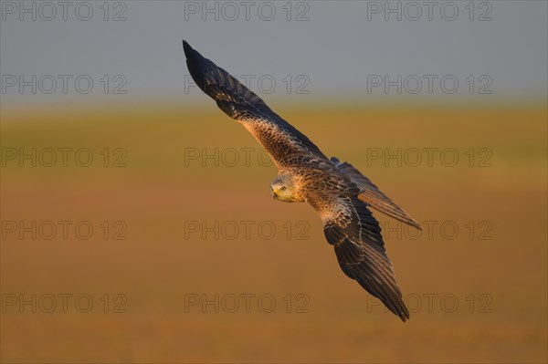 Red kite