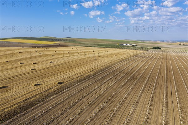 Bales of straw in cornfield after wheat harvest and cultivated young olive trees