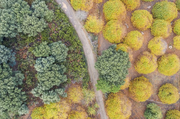 Sweet chestnut trees