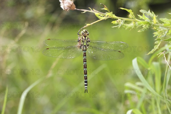 Southern Hawker