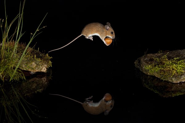 Yellow-necked mouse