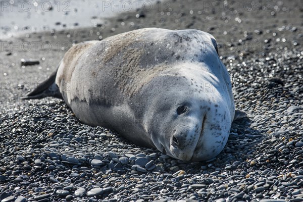 Leopard seal