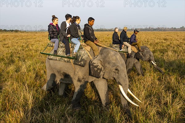 Early morning elephant ride on elephants through the elephant grass