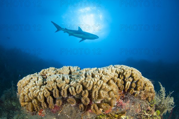 Smooth flower coral