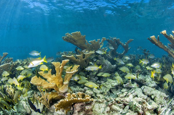 Elkhorn coral