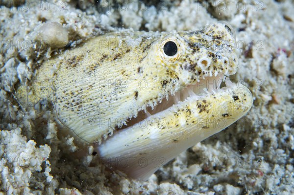 Crocodile snake eel