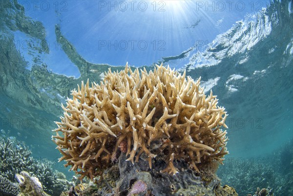 Staghorn coral