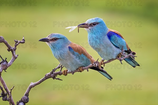 European roller