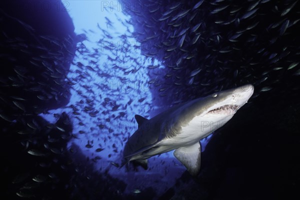 Sand tiger shark