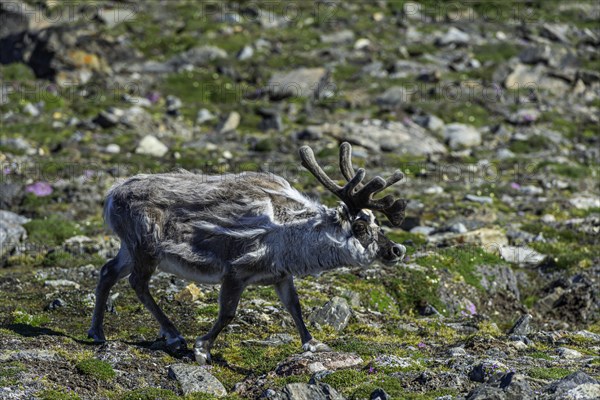 Svalbard reindeer