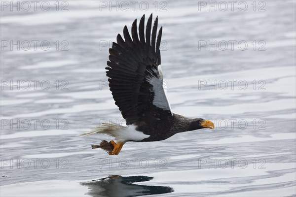 Steller's sea eagle