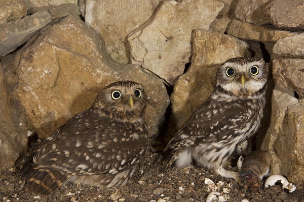 Little owl