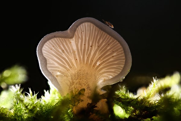Common stump-foot