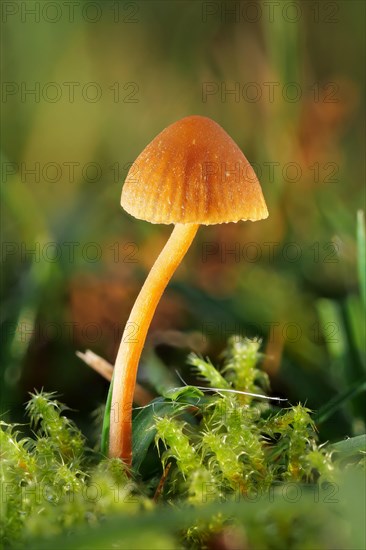 Orange bonnet