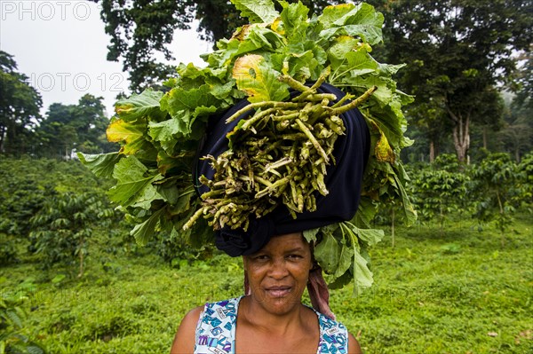 Woman carries a huge stack of vegetables on her head