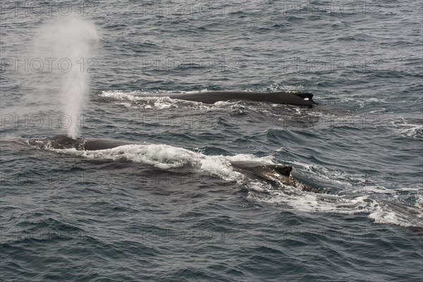 Humpback whale