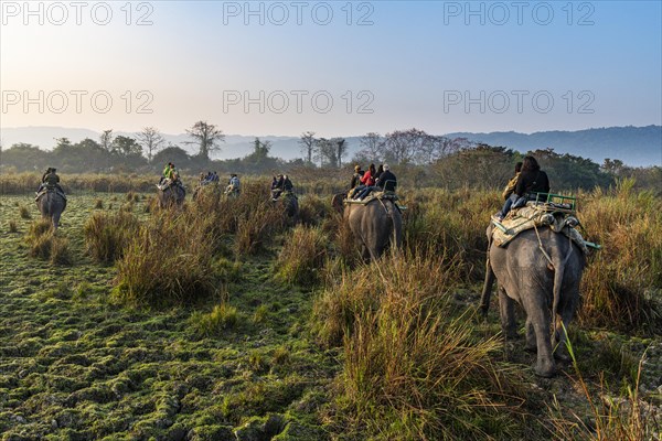 Early morning elephant ride on elephants through the elephant grass