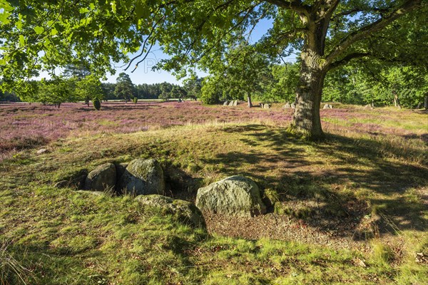 Great stone grave under old oak tree