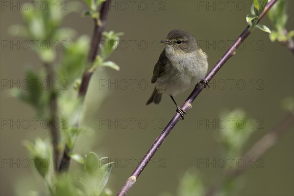 Chiffchaff or Common chiffchaff