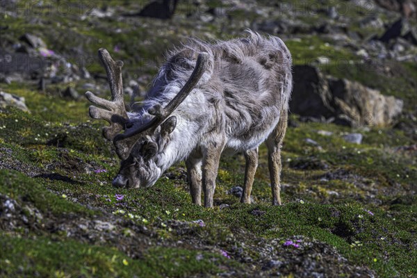 Svalbard reindeer