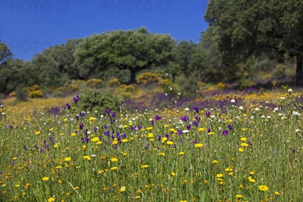 Flowering meadow with holm oaks