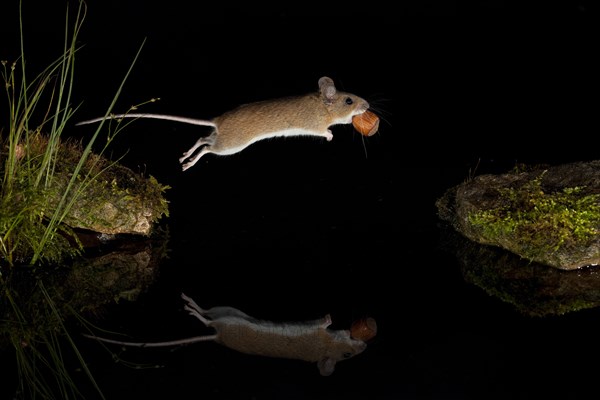 Yellow-necked mouse