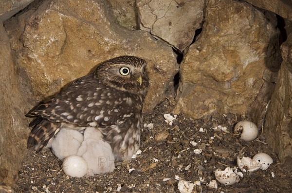 Little owl