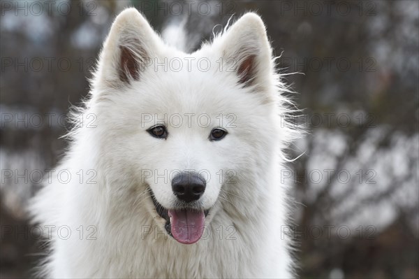 Samoyed or Polar Spitz